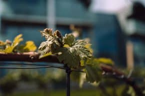 LOISIUM Wine & Spa Hotel Langenlois